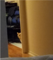 Milo creeping around the door